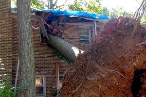 Who pays when a tree falls over the property line?